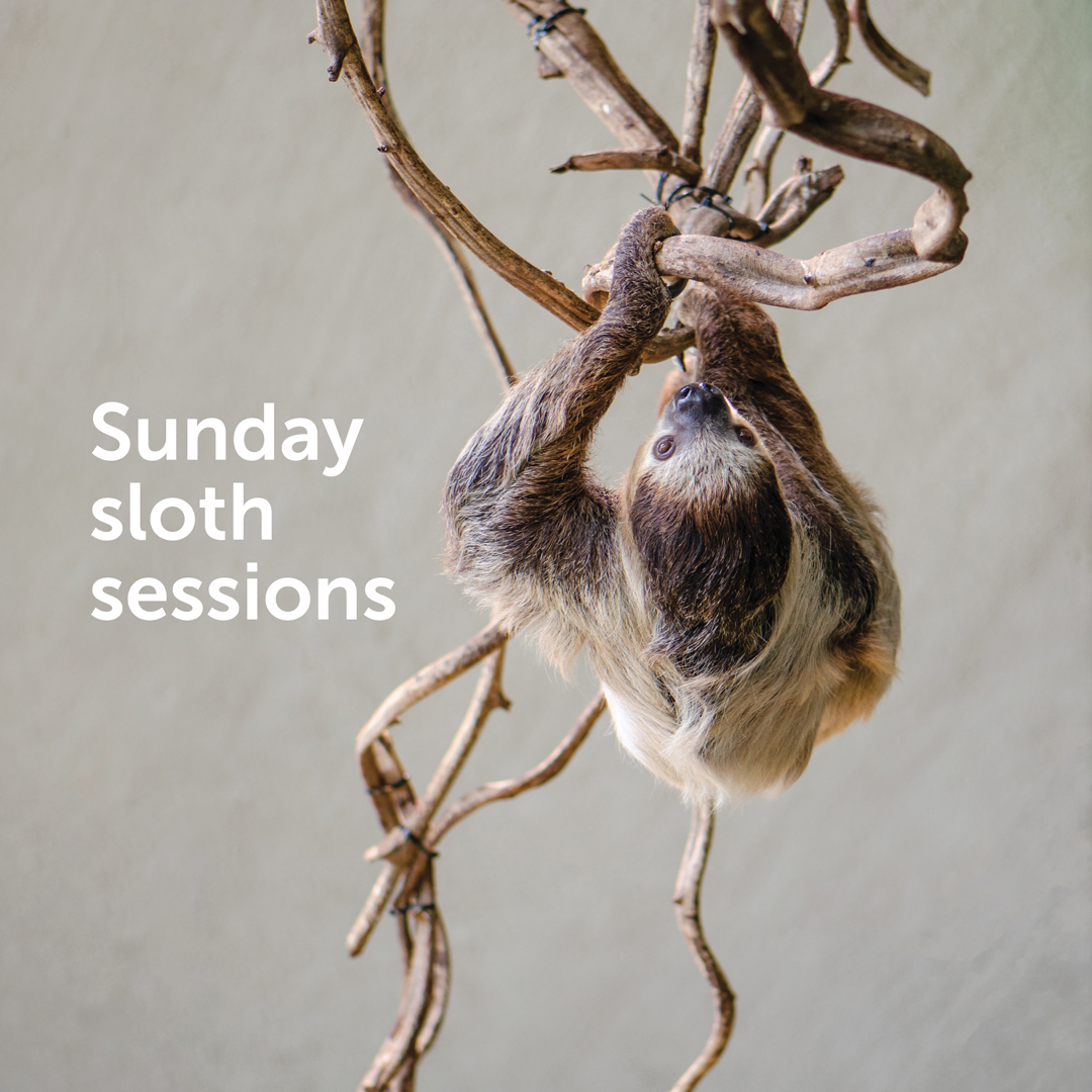 Event: Sunday Sloth Sessions